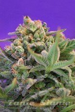 Sweet Cheese Fast Version - SWEET SEEDS