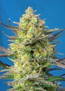 Sweet Cheese XL Auto - SWEET SEEDS