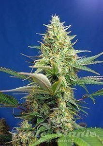 Sweet Pure Auto CBD - SWEET SEEDS