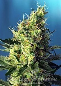 Sweet Pure CBD - SWEET SEEDS