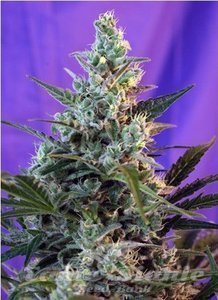 Sweet Skunk Auto - SWEET SEEDS