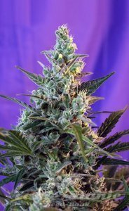Sweet Skunk Fast Version - SWEET SEEDS