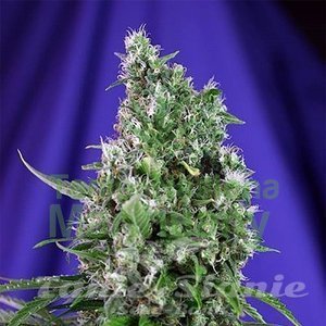 Sweet Trainwreck Auto - SWEET SEEDS