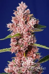 Tropicanna Poison F1 Fast Version - SWEET SEEDS