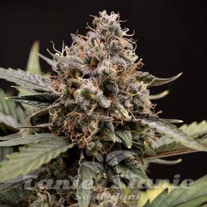Sweet Sour Auto - MEPHISTO GENETICS
