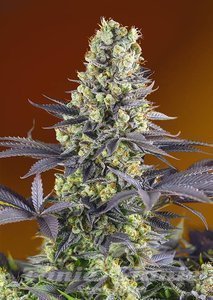 Nasiona Sweet Zenzation - SWEET SEEDS