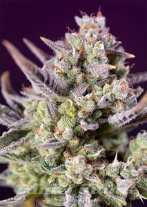 Nasiona Sweet Zenzation XL Auto - SWEET SEEDS