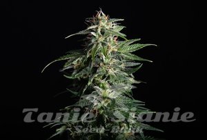 Nasiona Swiss Dream CBD Auto - KANNABIA SEED