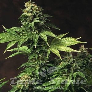 T.H. SEEDS - Akorn