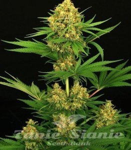 Tangerine Auto - BIOGENETIC