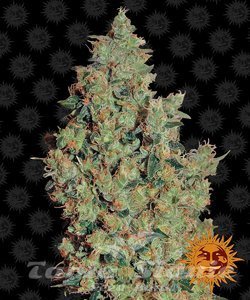 Tangerine Dream - BARNEY’S FARM