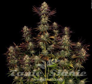 Tangerine Sorbet - PARADISE SEEDS