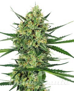 Nasiona Tangerine Sugar - SENSI SEEDS
