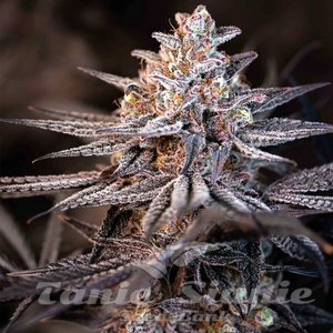 Terple - INHOUSE GENETICS
