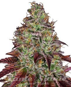 Nasiona Tezla OG - SENSI SEEDS