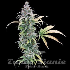 Thai Herer 99 - BROTHERS GRIMM SEEDS