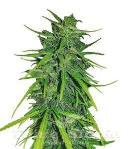 Thai x Panama - ACE SEEDS
