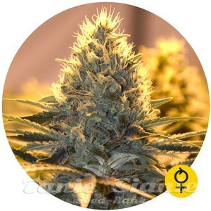 Jack Herer Auto - THE BULLDOG SEEDS