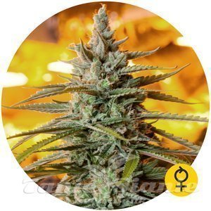 Northern Light Auto - THE BULLDOG SEEDS