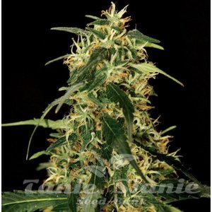 Silver Star Haze - THE BULLDOG SEEDS