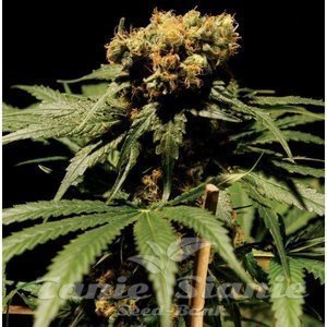The Bulldog Haze - THE BULLDOG SEEDS