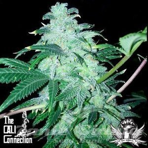 22 - THE CALI CONNECION