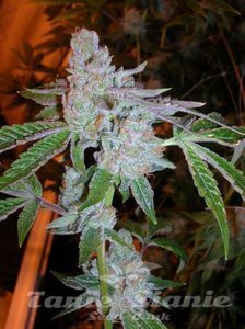 818 Headband Aka Sour OG - THE CALI CONNECION
