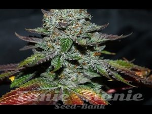 Alien OG - THE CALI CONNECION