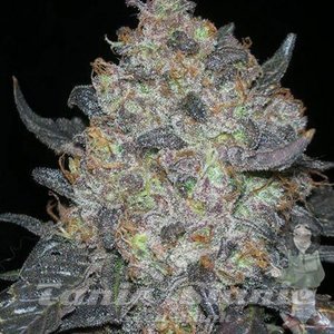 Black Water - THE CALI CONNECION