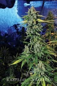 Blue Dream Haze - THE CALI CONNECION