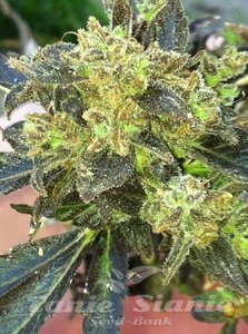 Boss Hogg - THE CALI CONNECION