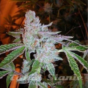 Buddha Tahoe OG - THE CALI CONNECION