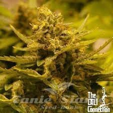 CBD OG - THE CALI CONNECION