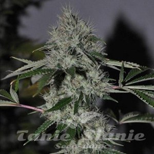 Chem #4 OG - THE CALI CONNECION