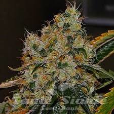Chem 91 - THE CALI CONNECION