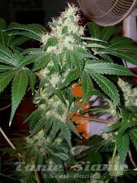 Chem Valley Kush - THE CALI CONNECION