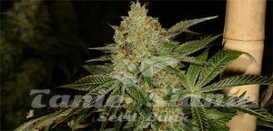 Dead Head OG - THE CALI CONNECION