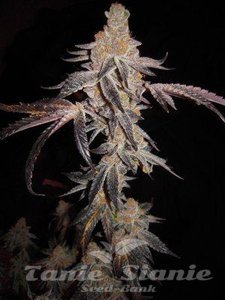 Girl Scout Cookies - THE CALI CONNECION