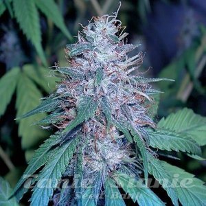 Grape Kush - THE CALI CONNECION
