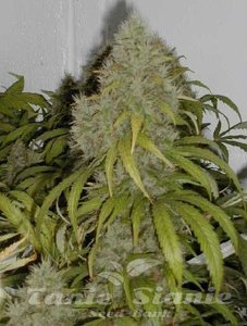 Grape OG - THE CALI CONNECION