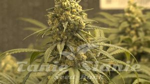 Green Crack - THE CALI CONNECION