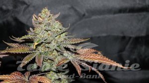 LA Cookies - THE CALI CONNECION