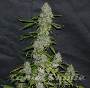 Larry OG Kush - THE CALI CONNECION