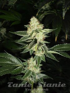 Louis XIII OG - THE CALI CONNECION