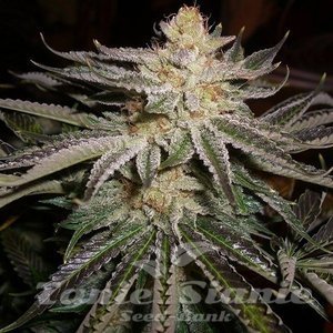 Original Sour Diesel - THE CALI CONNECION