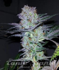 Pre' 98 Bubba - THE CALI CONNECION