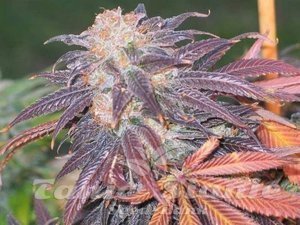 Purple Chem - THE CALI CONNECION