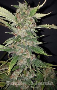 Purple Crack - THE CALI CONNECION