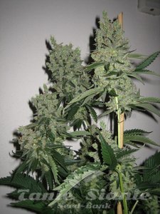 SFV OG Kush - THE CALI CONNECION