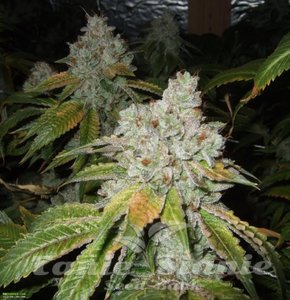 Tahoe OG Kush - THE CALI CONNECION